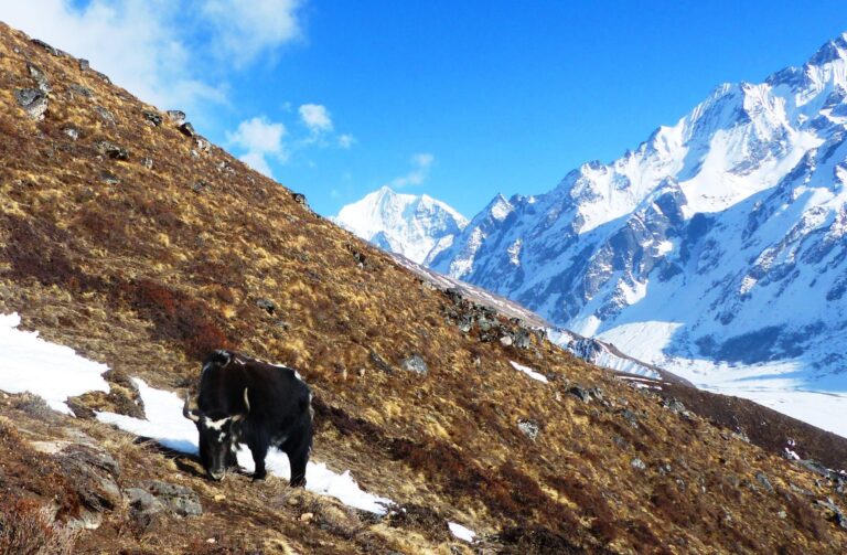 Yak mit Langtang Himalaya-Gebirge im Hintergrund