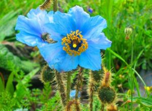 Blue Poppy - Bhutan National Flower
