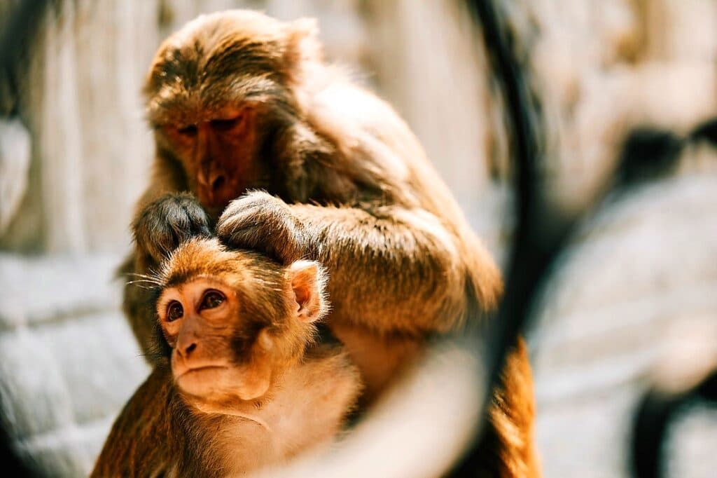 Zwei Affen - einer sucht nach Läuse im Kopf des anderen, in Kathmandu Nepal