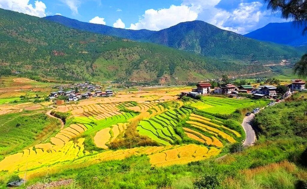 Reisfelder in Bhutan