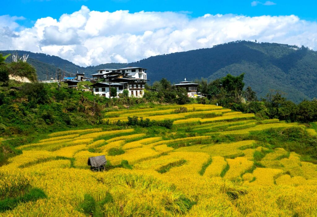 Resifelder in Bhutan
