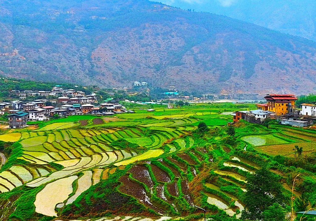 Reisefelder in Thimphu in Bhutan