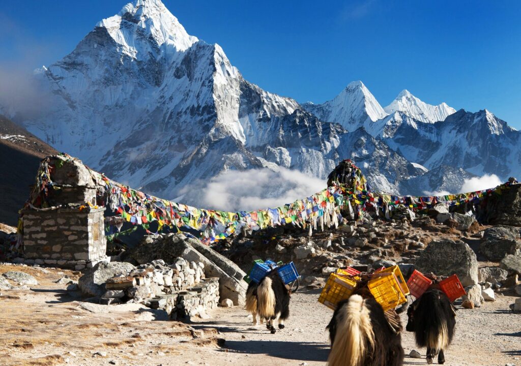 Yaks in der Everest Region in Nepal - zum Everest Base Camp