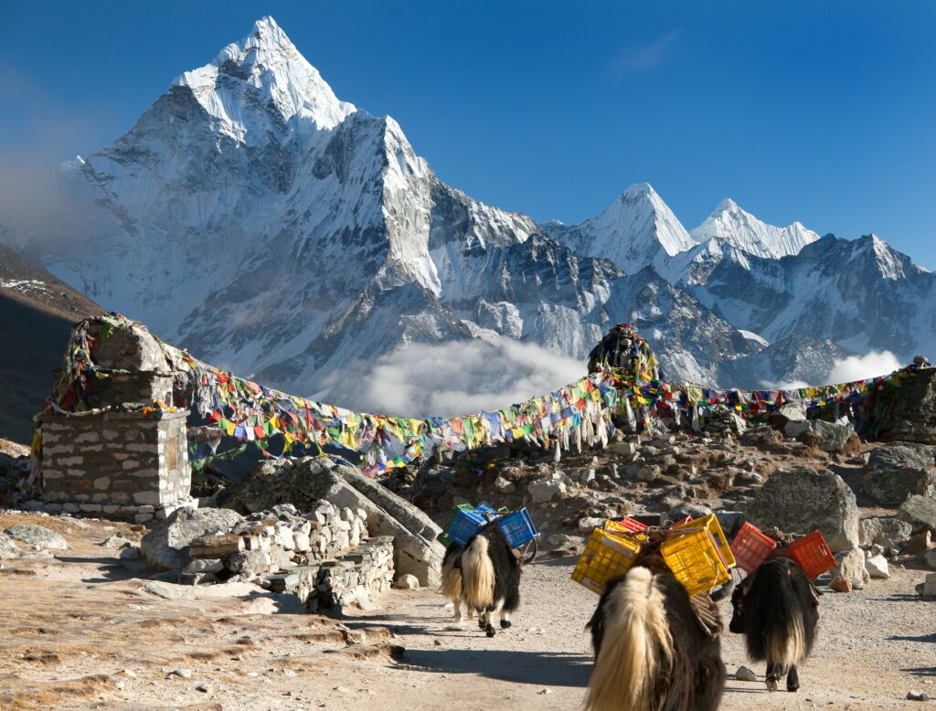 Yak in der Everest Region mit Blick auf Ama Dablam