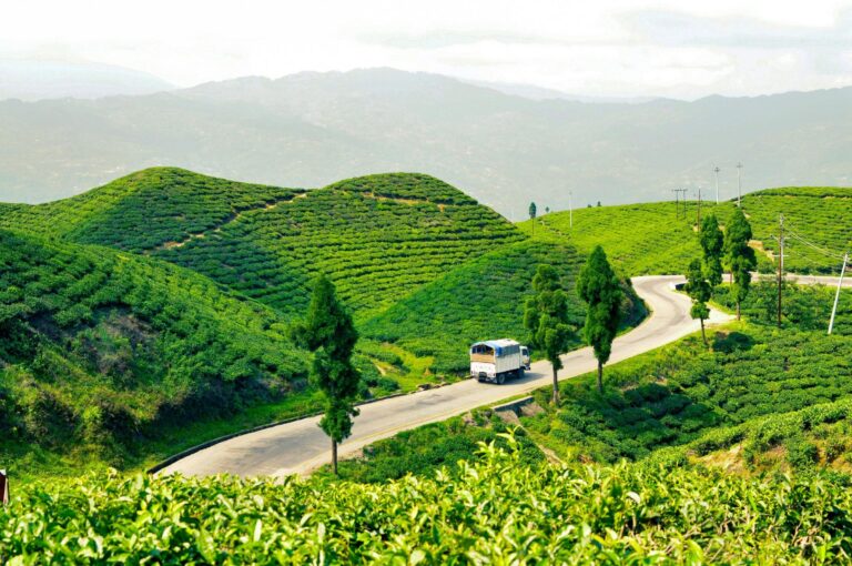 Teeplantagen in Ilam - Kanchenjunga Trekking