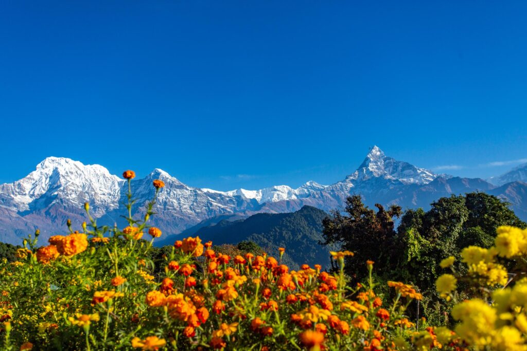 Flora und Eisgigaganten der Annapurna Region