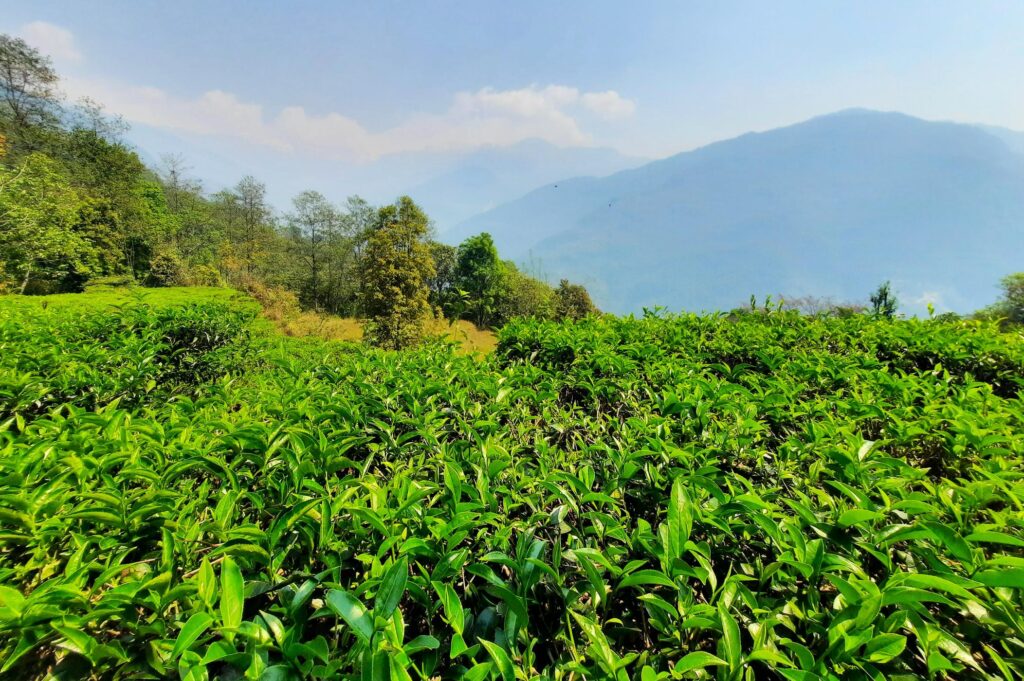 Teeplantagen in Lwang entlang der Mardi Himal Trekking Tour