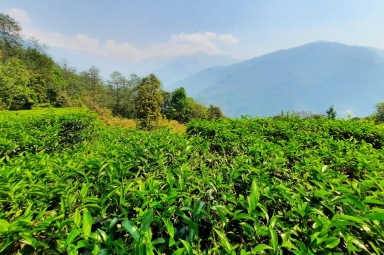 Teeplantagen in Lwang entlang der Mardi Himal Trekking Tour