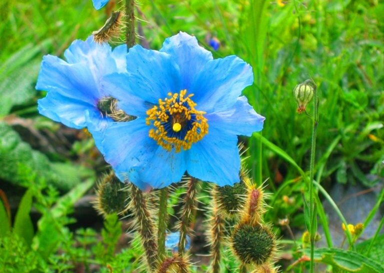 Blue Poppy - National Blume in Bhutan