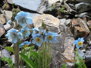 blue poppy 6