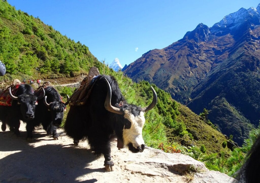 Yaks in Nepal, Trekking zum Ama Dablam Base Camp, Trekking in Nepal