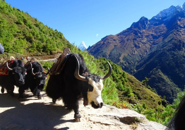 Yaks in Nepal, Trekking zum Ama Dablam Base Camp, Trekking in Nepal