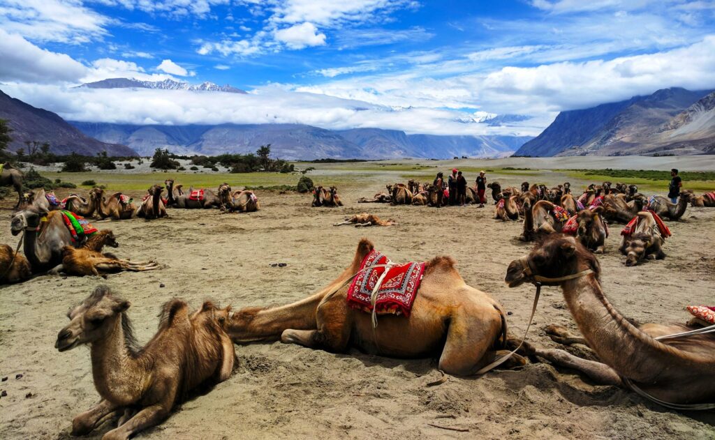 Nubra Tal, Kamelsafari