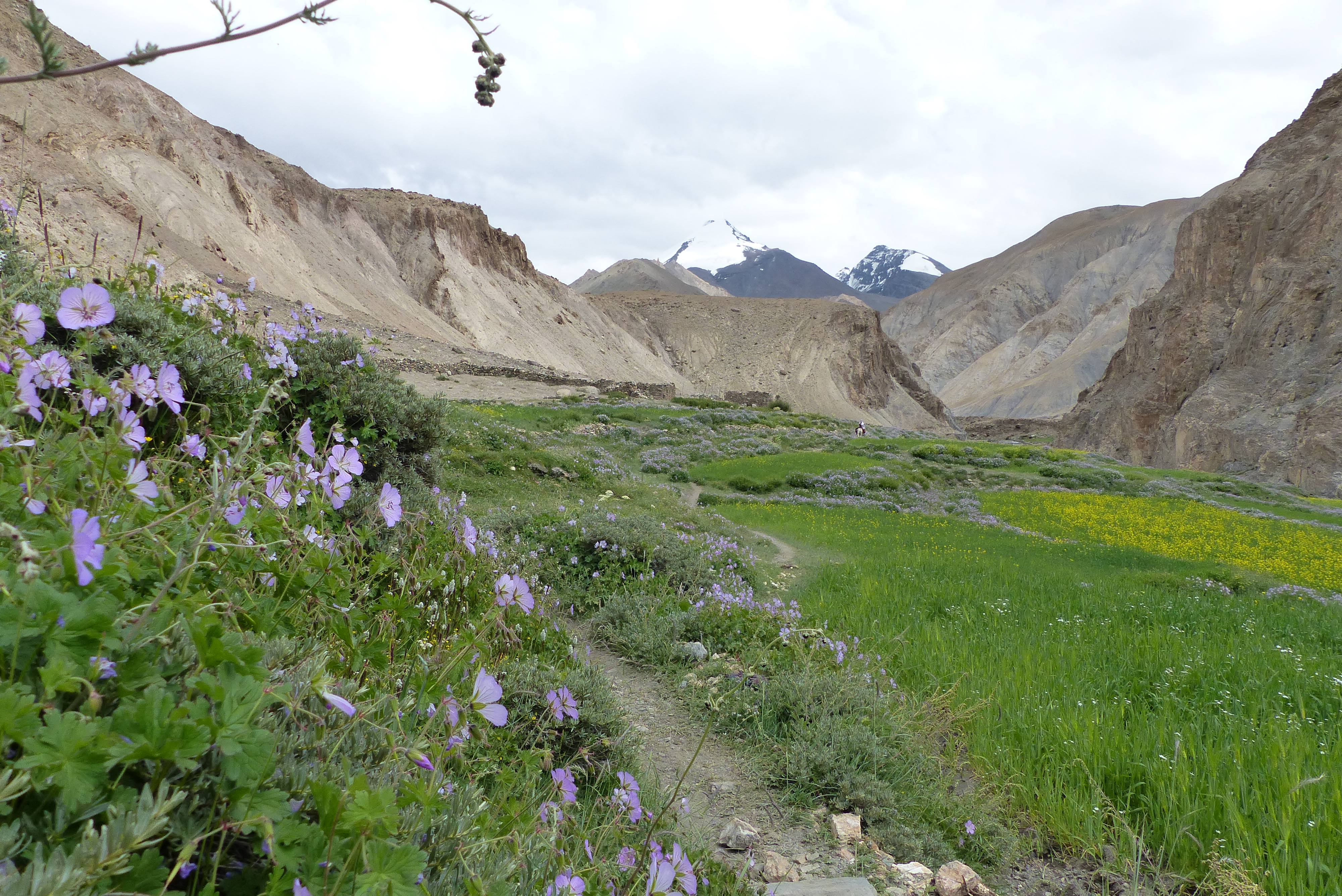 Ladakh - Markha Valley Camping Trekking (58)