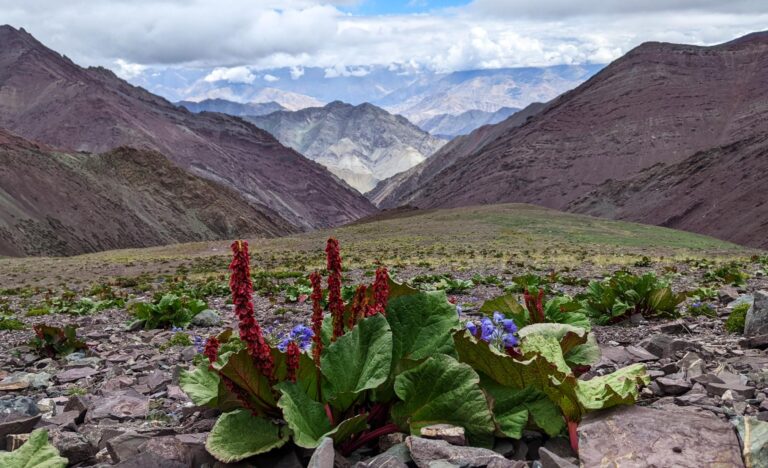 Landschaft von Ladakh
