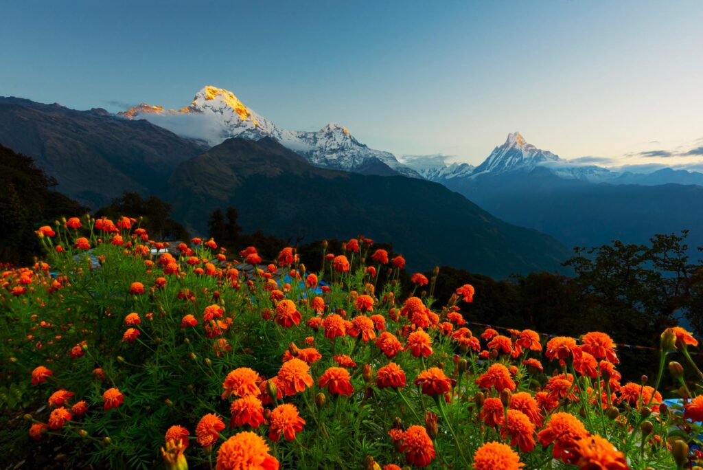 Flora und Fauna in der Annapurna Region