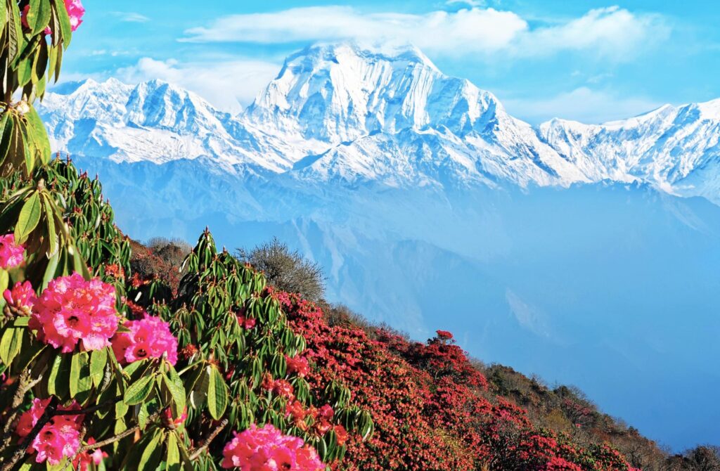 Rhododendronblüten mit Dhaulagiri, Annapurna Trekking