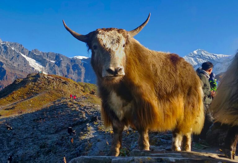 Yak in Der Annapurna Region in Nepal