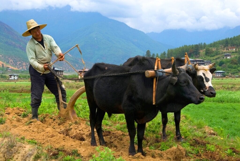 Bauer bei der Arbeit mit seinen zwei Ochsen in Westbhutan