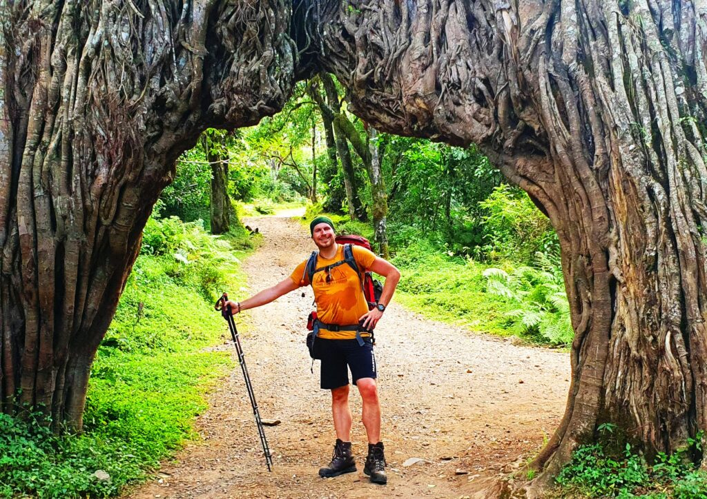 Durch den großen Big Fig Tree im Arusha National Park, Mt Meru trekking Tansania