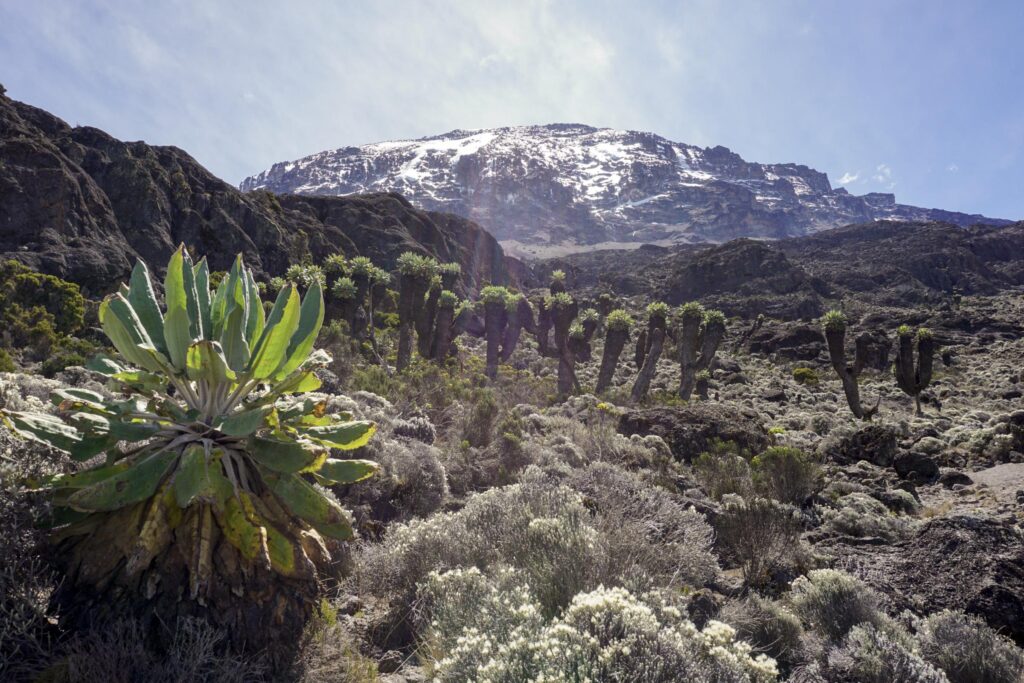 Der Hütten Trek – Mt. Meru & Kilimandscharo-Marangu Trekking