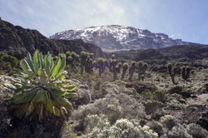 Der Hütten Trek – Mt. Meru & Kilimandscharo-Marangu Trekking