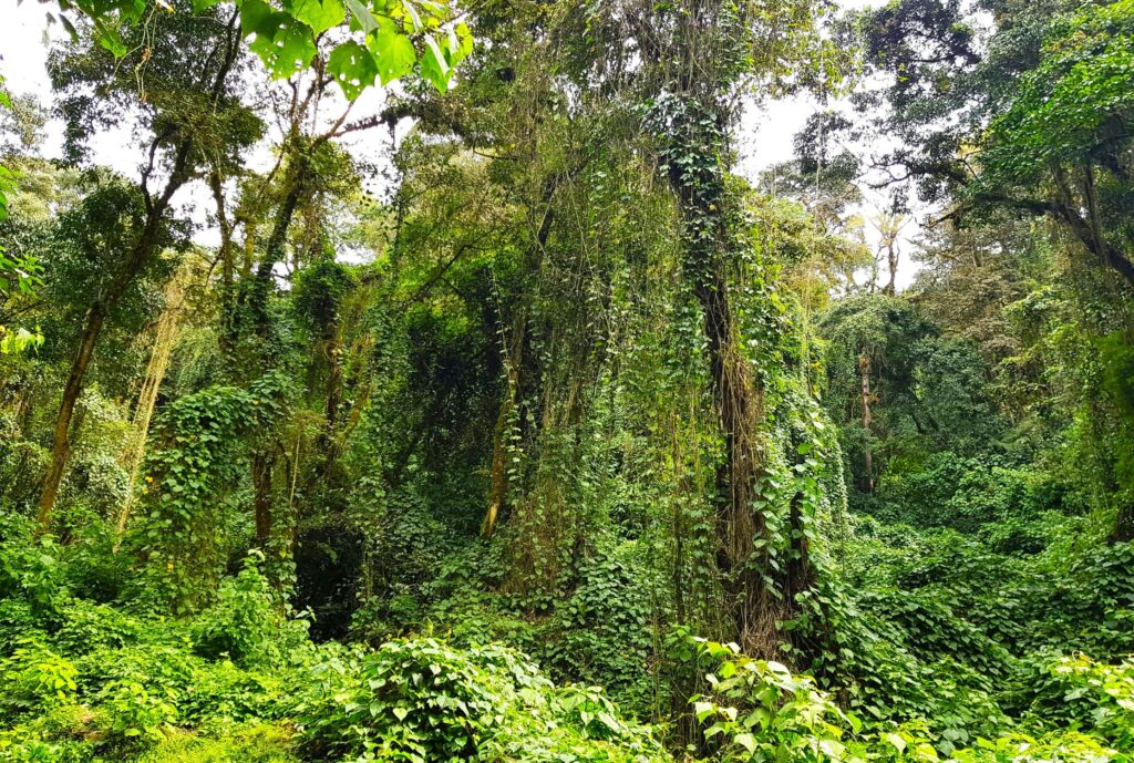 Regenwald von Kilimandscharo