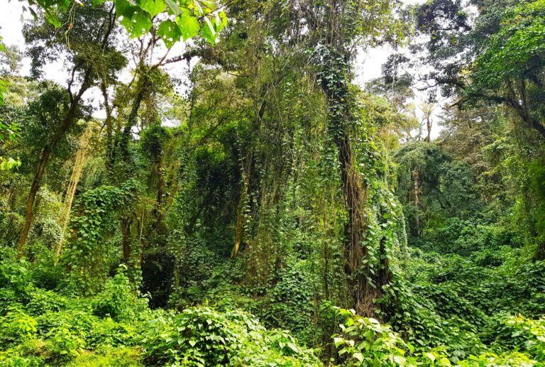 Regenwald von Kilimandscharo