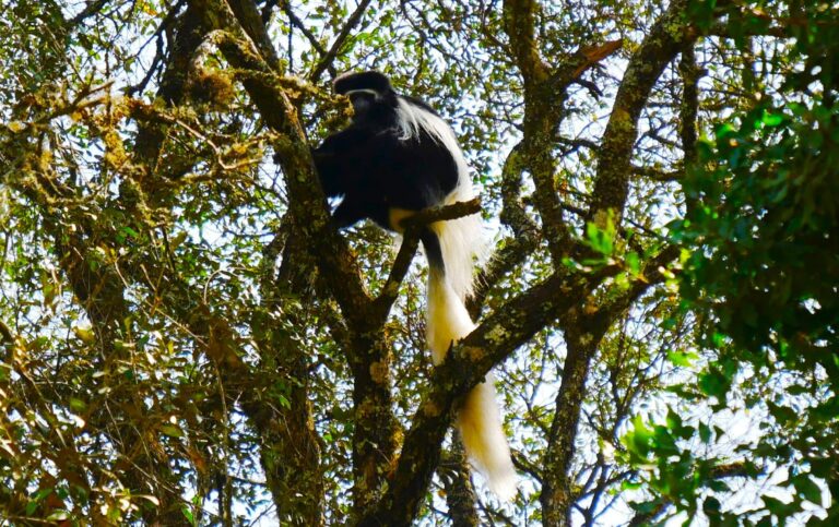 Flora und Fauna entlang der nördlichen Route zum Kilimandscharo