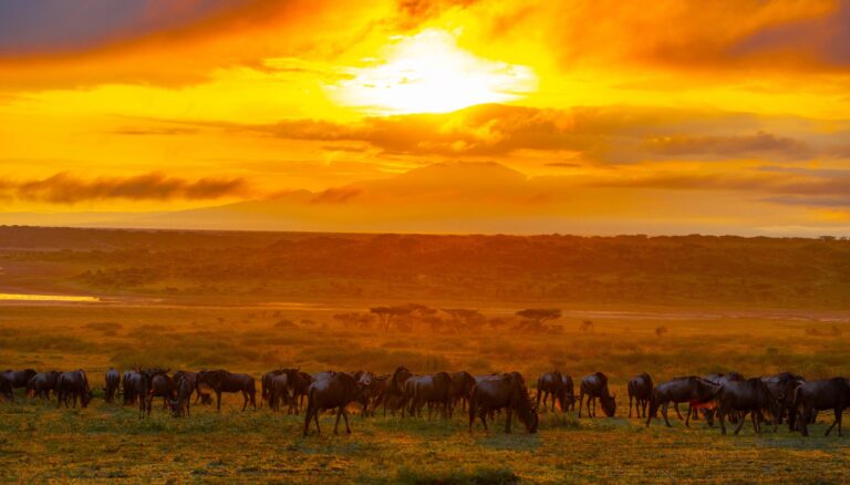 Die große Herde in der südlichen Serengeti, Ndutu Tansania