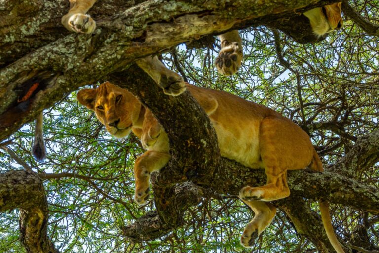Baumlöwen in Tarangire National Park
