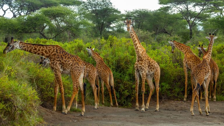 Giraffen, Tansania Safari