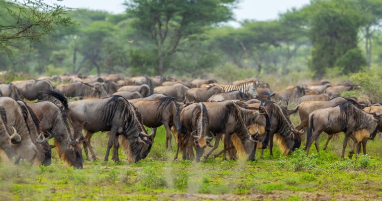 The Great Migration in Ndutu Tansania