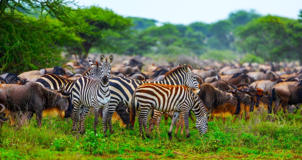 The Great Migration in Ndutu mit Ngorongoro & Tarangire