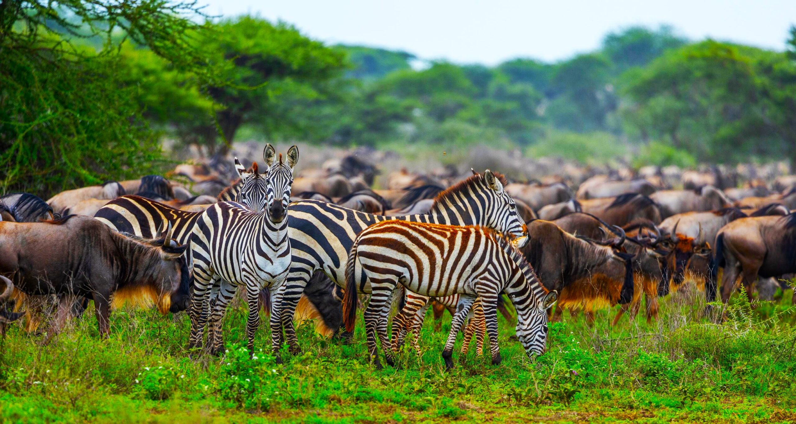 The Great Migration in Ndutu, Süd-Serengeti