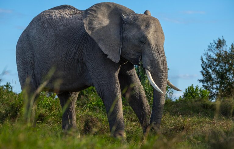 Elefant in Tarangire National Park