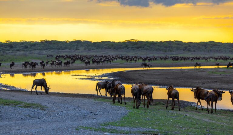 Ndutu See, die große Gnu-Herde in Tansania