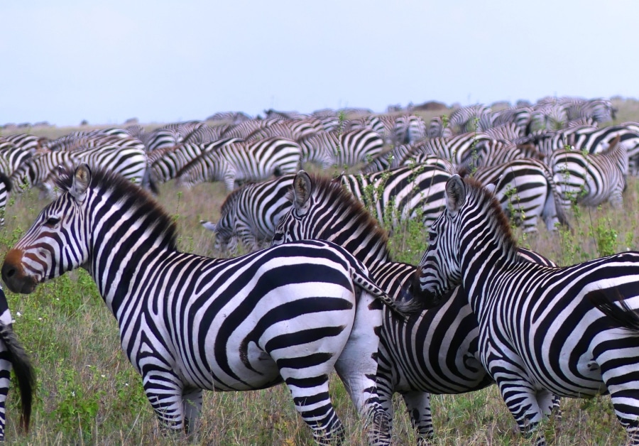 Ndutu-Serengeti – The Great Migration & Tarangire, Ngorongoro