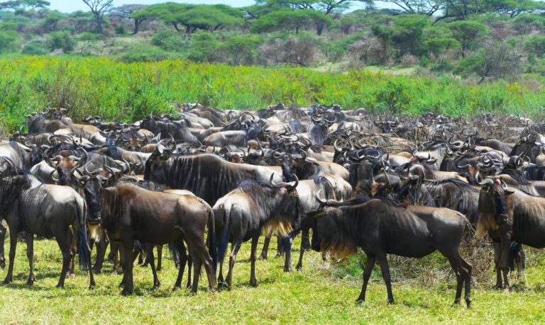 Gnu Herde in der Serengeti - die große Migration