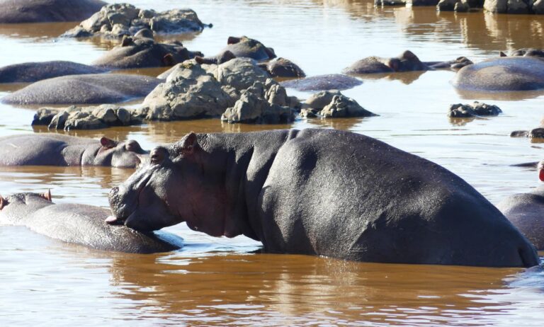 Nilpferde in der Serengeti, Safarireisen in Tansania