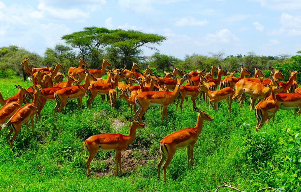 Impala Herde in der Serengeti