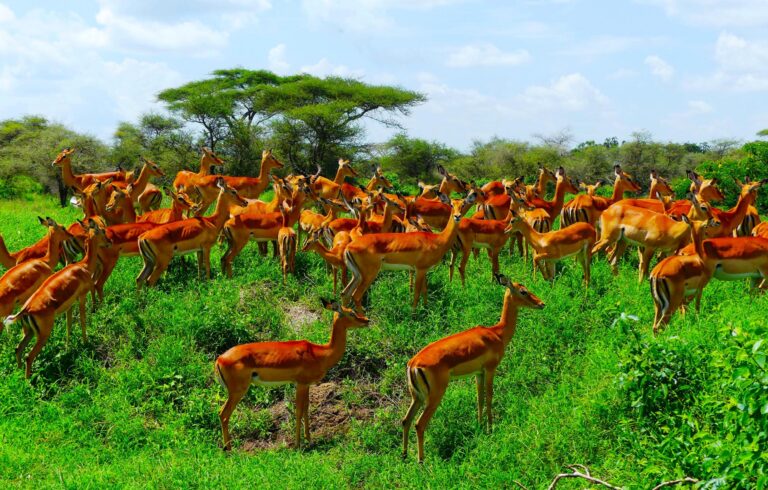 Impala Herde in der Serengeti