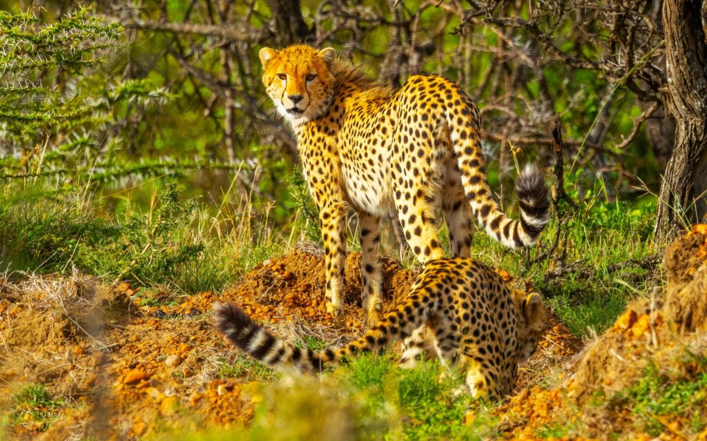 7 Tage Safari | Serengeti, Tarangire, Lake Manyara & Ngorongoro Krater