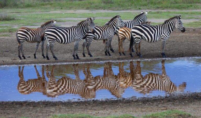 Zebra am Wasser, Serengeti