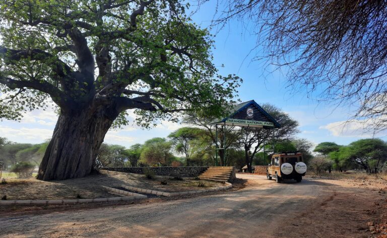 Baobabbaum in der Tarangire National Park