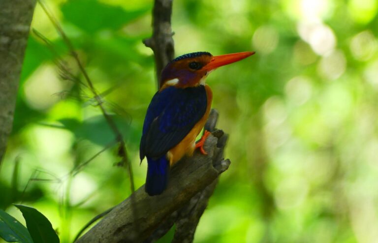 Lake Manyara Vogel