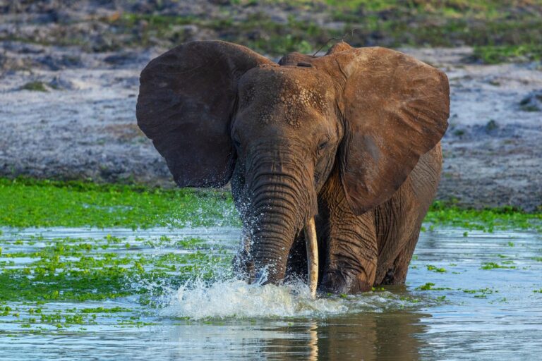 Elefant in Tarangire National Park
