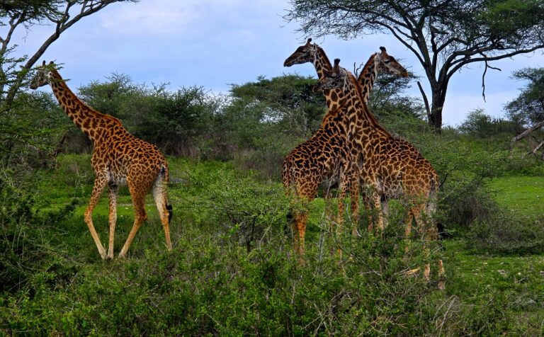 Giraffen in Lake Manyara
