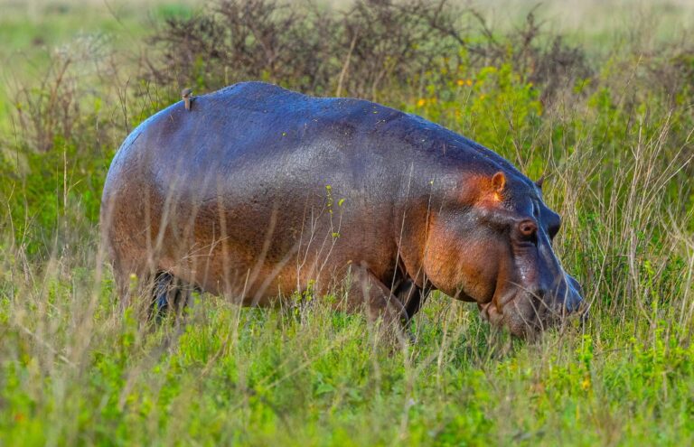 Hippo in Ngorongoro Krater in Tansania