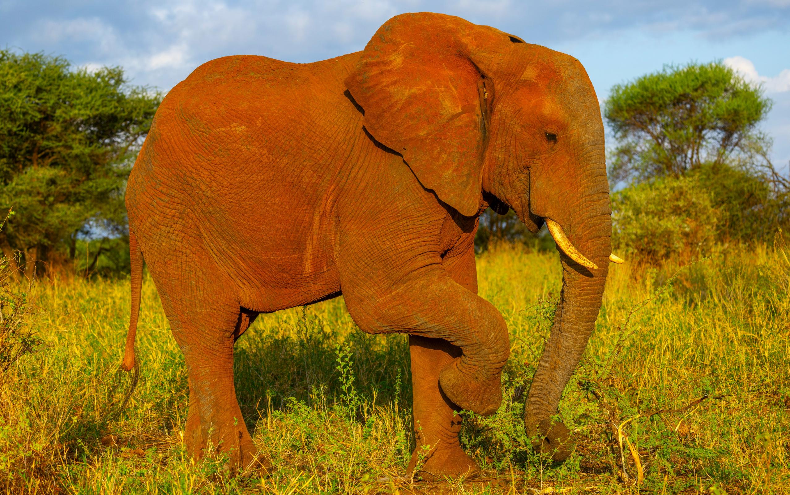Elefant in der Tarangire, Tansania Safari Reisen